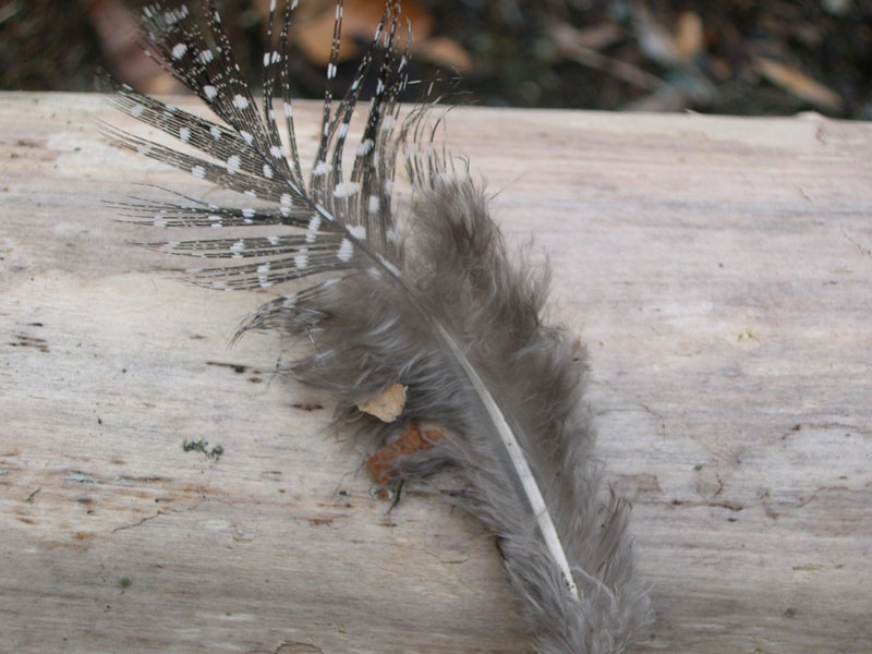 piuma sconosciuta- Faraona